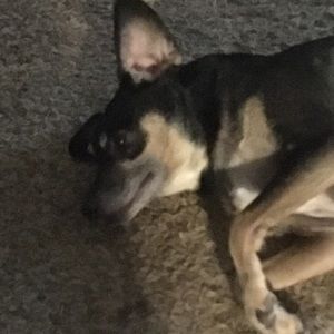 Meet your Posher, Emmet